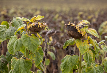 Field of drying sunflowers in Aquitaine. France