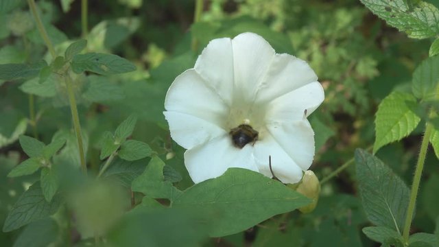 Flower bindweed and wild bee resting in it