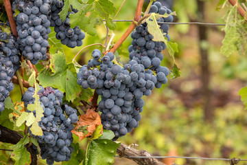 Champagne vineyards in the Cote des Bar area of the Aube department. France