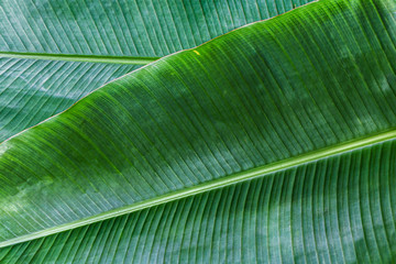 Banana leaf has very large leaves and resembles a palm. The plant is cultivated and grows well in tropical and subtropical.