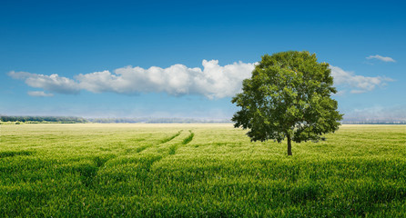 green field and blue sky