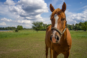 Obraz premium ein braunes Pferd auf einer Wiese mit bewölktem Himmel