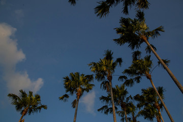 Obraz na płótnie Canvas Tall palm trees with clear blue sky in background