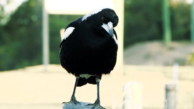 Australian magpie outside during the day time.