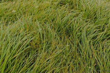 long grass closeup, green background