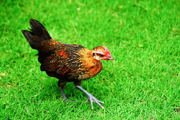 bantam