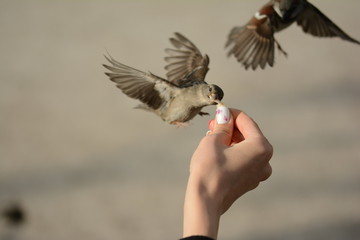 Female hand holding fried potato with sparrows hovering and flying