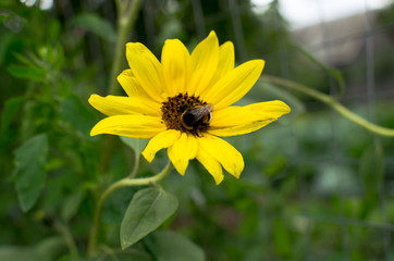 bumblebee sitting on a sunflower