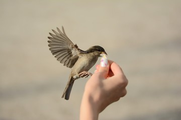 Female hand holding fried potato with sparrows hovering and flying