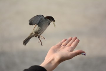Female hand open with sparrows hovering and flying