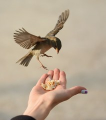 Female hand open with sparrows hovering and flying