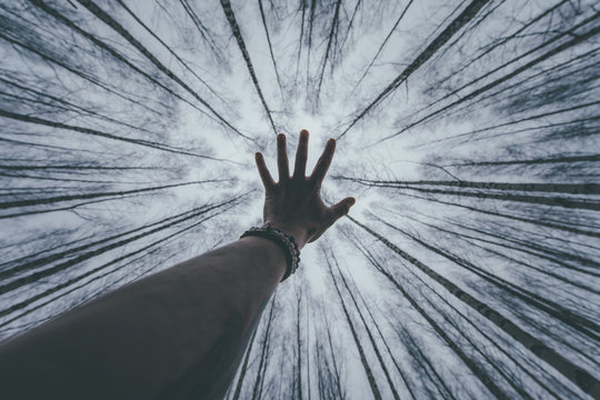 energy from the trees