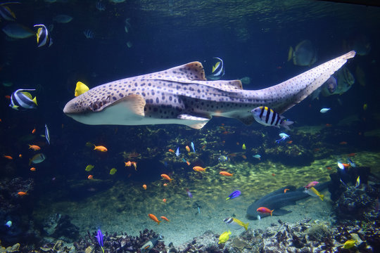 Requin z&egrave;bre