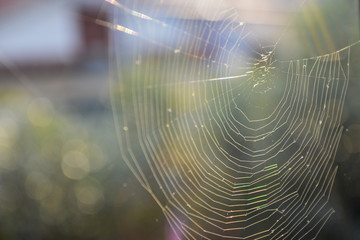 Spider web in the sun. Plants in the background and sunset.