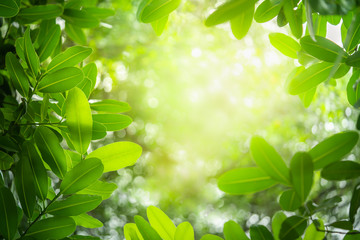 Green nature background.