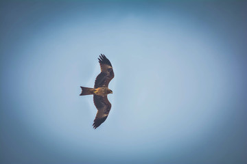 Obraz premium Eagle flying high in the sky