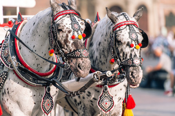 two decorated horses for riding tourists in a carriage