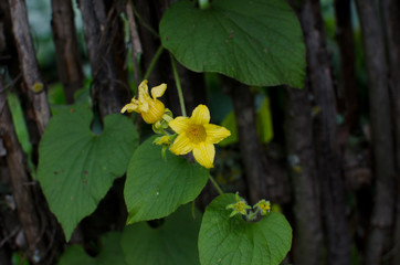 Fototapeta premium Yellow flower in the garden