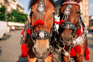  two decorated horses for riding tourists in a carriage