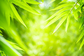 Fototapeta na wymiar Bamboo leaves with beauty bokeh under sunlight with copy space.
