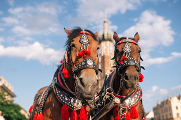  two decorated horses for riding tourists in a carriage