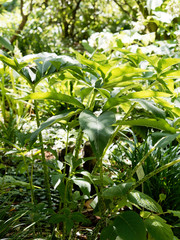 Gigantic green leaves of Voodoo-lily