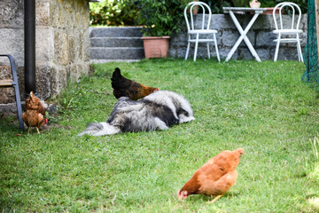 Obraz na płótnie Canvas Hühner und Hund gemeinsam im Garten
