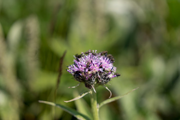 Kamchatka thistle (Latin: Cirsium kamtschaticum), a plant in the thistle tribe. Lilac or purple disc florets, bristly spines along the edges. Flies on the bloom. Green background. Avacha base camp.