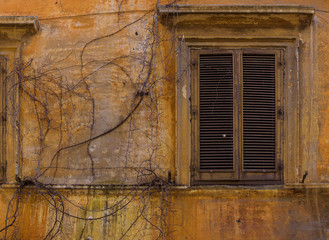 Background with dry ivy and old window