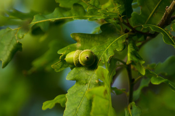 acorns growing on oak, nature