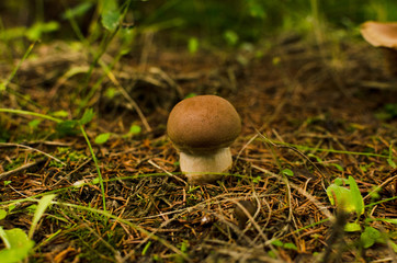 Penny bun mushroom under spruce