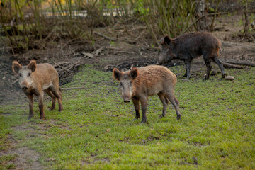 Family Group of Wart Hogs Grazing Eating Grass Food Together.