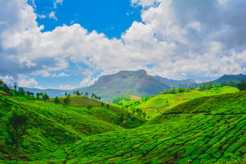 Beautiful Green Tea plantation, Munnar