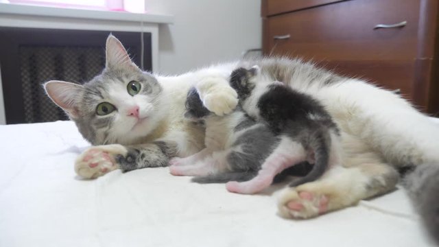cat happy family mom with newborn kittens the children. cat feeds kittens. cat licks little kittens. lifestyle domestic animal concept