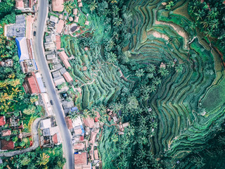 tegallalang rice terrace