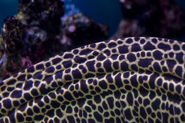 Spotted moray eel under water