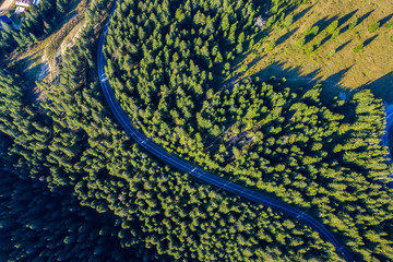 Aerial view of green pine forest and a road