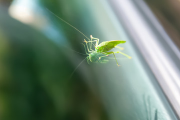 Green grasshopper sitting on a car window.