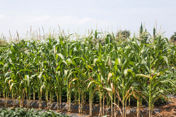 Green Corn field under sky