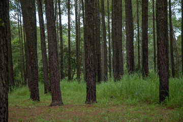 trees in the forest