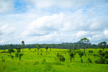 landscape with green field and blue sky