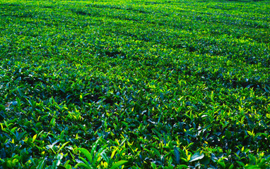 Close up of Fresh Green Tea Leaves