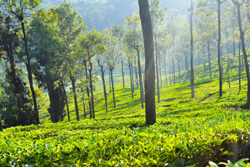 Obraz premium Beautiful Green Tea plantation, Munnar