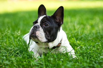 Cute adorable black and white french bulldog puppy in the grass