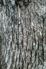 tree bark texture background, wooden