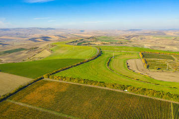 Vineyard drone shot, aerial view from above