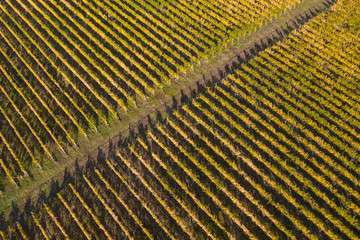 Top drone view of a vineyard at autumn