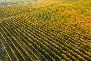 Vineyard drone shot, aerial view from above