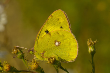 closeup of yellow butterfly