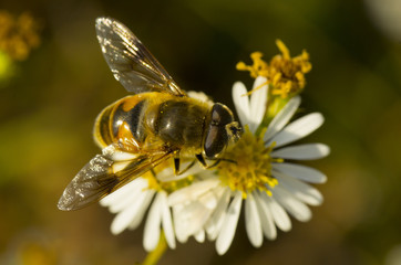 flower fly on white daisy